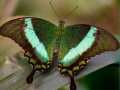 খেলা 100 Pics Quiz Online