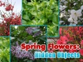 খেলা Spring Flowers: Hidden Objects