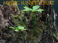 খেলা Mystic sunset forest