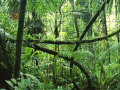 খেলা Jigsaw puzzle: Rainforest