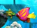 খেলা Big Fish Eat Small Fish