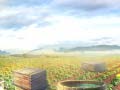 খেলা Farm Treasure