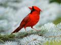 খেলা Birds Puzzle