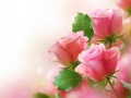 খেলা Pink Roses