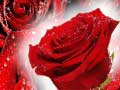 খেলা Red Roses