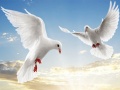 খেলা Flying Birds