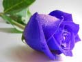 খেলা Blue Roses