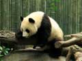 খেলা Pandas Puzzle