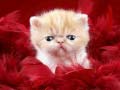 খেলা Funny Kitty
