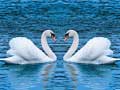 খেলা Swans Slide