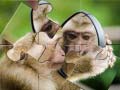 খেলা Chimpanzee Jigsaw