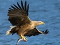 খেলা Flying Birds Slide