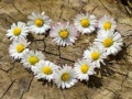খেলা Daisy Heart Jigsaw