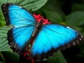 খেলা Nature Jigsaw Puzzle Butterfly