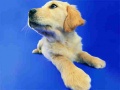খেলা Funny Cats And Dogs Jigsaw Puzzle