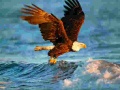 খেলা Animals Jigsaw Puzzle Eagle