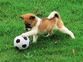 খেলা Playful Puppy Outdoor Puzzle