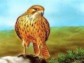 খেলা Birds of Prey Slide