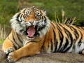 খেলা Animals Jigsaw Puzzle Tiger