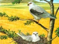 খেলা Birds Of Prey Puzzle