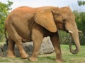 খেলা Animals Jigsaw Puzzle - Elephants
