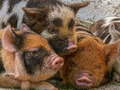 খেলা Piglet Piggy Jigsaw