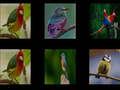 খেলা Memorize the birds