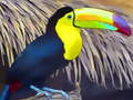 খেলা Toucan Bird Jigsaw