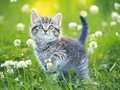 খেলা Kittens Jigsaw