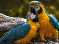 খেলা Parrot Jigsaw