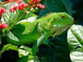 খেলা Wild Iguana