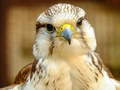 খেলা Gyrfalcon Jigsaw