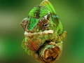 খেলা Chameleon Jigsaw