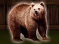 খেলা Save The Grizzly Bear