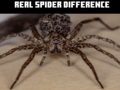 খেলা Real Spider Difference