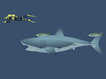 খেলা Mad Shark